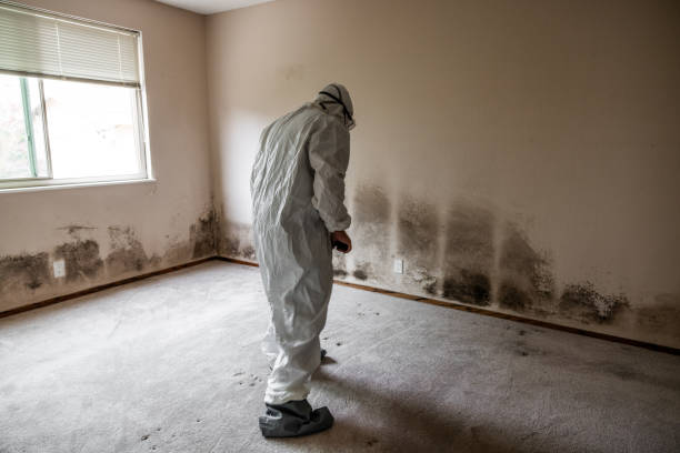 Best Certified Mold Removal  in , CT